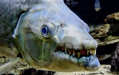 venomous fish|Top 10: Most Poisonous and Venomous Fish in the .